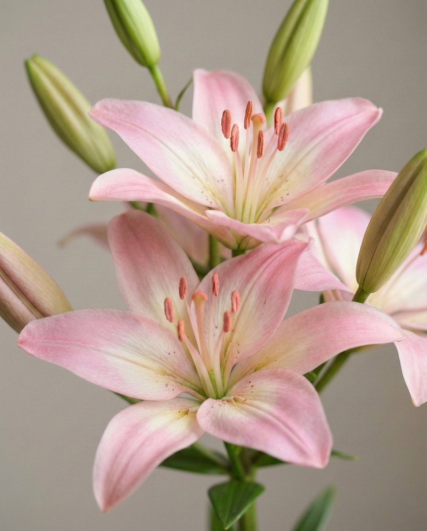 Ramo Liliums Rosados